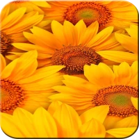 Sunflower Wallpaper